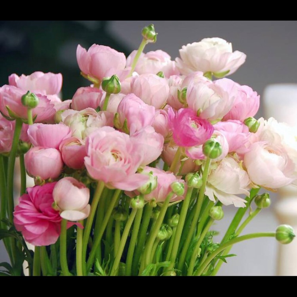 Meet your Posher, Posh